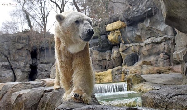 ▲▼北極熊,高齡,安樂死,Cincinnati Zoo,Little One。（圖／翻攝自Cincinnati Zoo）