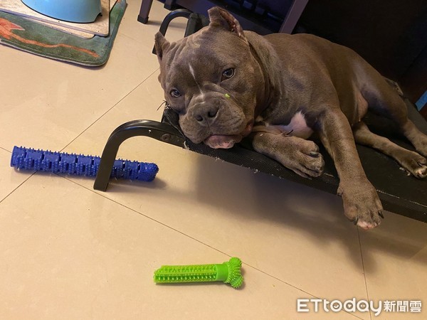 惡霸犬Ella喜歡特別造型玩具。（圖／粉專小豬妹Ella提供）