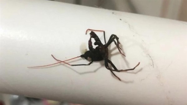 ▲▼有網友在家中發現了一隻奇特怪蟲，打死後才知道竟是台灣特有種。（圖／翻攝自Dcard）
