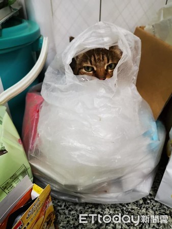 ▲喊破嗓找嘸貓　塑膠袋探出「剛睡醒毛頭」媽無奈：下次喵一聲好嗎。（圖／飼主張小姐提供）