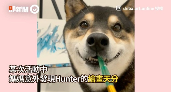 ▲▼柴犬Hunter。（圖／即新聞／@shiba.art.online）