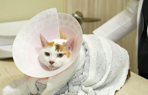 你知道嗎？曾患泌尿道疾病的貓貓復發率高達5成！醫：用對工具99%的貓咪不會發現正在做檢查     。（圖／翻攝自影片、品牌提供）