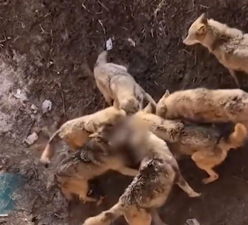 ▲▼ 新疆飼主不小心將泰迪犬掉入野狼谷遭咬死。（圖／翻攝 漩渦視頻）