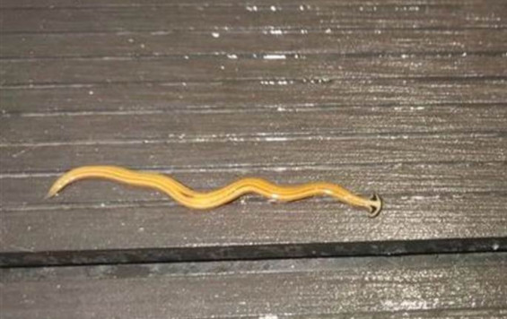 杭州一位居民發現一隻長相奇特的稀有怪蟲，引發熱議。（圖／翻攝自網易新聞）
