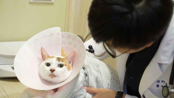 你知道嗎？曾患泌尿道疾病的貓貓復發率高達5成！醫：用對工具99%的貓咪不會發現正在做檢查 。（圖／公關提供）