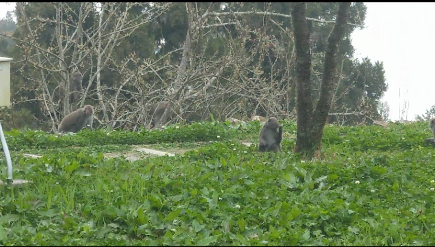 ▲▼阿里山台灣獼猴吃櫻花。（圖／嘉義林區管理處提供）