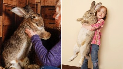 「世界最大兔子」被偷了！年邁主人擔心牠被殺來吃　急懸賞萬元尋寵