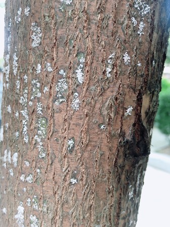 ▲▼台北捷運雙連站外的線形公園12株樟樹受到介殼蟲感染。（圖／台北市議員陳怡君提供）
