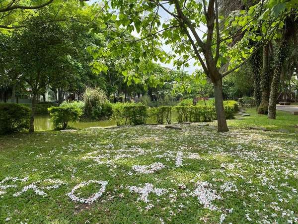 ▲2021桃園客家桐花祭4/24日登場