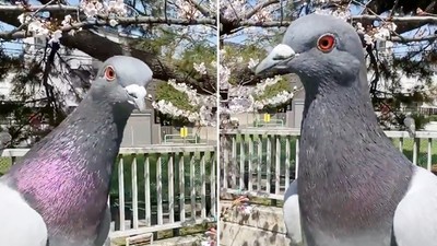 大鴿，你擋到鏡頭了！調皮鴿亂入櫻花景點　用肉身阻擋遊客拍照
