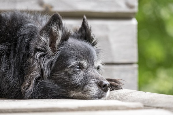 老狗。（圖／取自CC0圖庫Pixabay）
