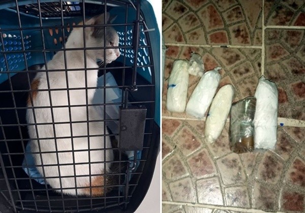 ▲巴拿馬一隻貓咪被發現試圖「走私毒品」進監獄，當場被逮。（圖／翻攝巴拿馬檢察官辦公室）