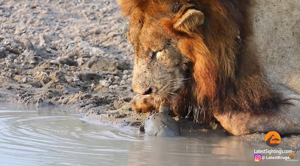 公獅喝水被小烏龜「霸氣強吻」  老婆就在旁邊...嚇得牠立即撤退。（圖／翻攝自YouTube／Kruger Sightings）