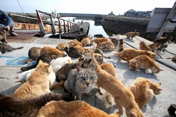 探访日本“貓島”猫咪的幸福生活。（圖／翻攝自日本產經新聞）