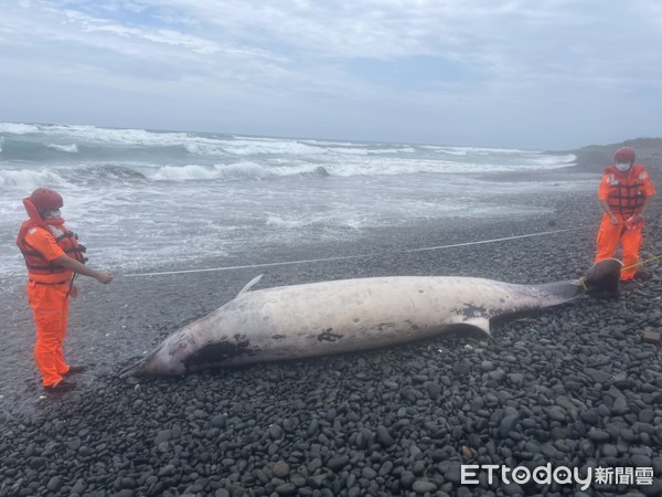 ▲▼ 台東、綠島海灘接連發現鯨魚擱淺死亡。（圖／記者楊漢聲翻攝，下同）