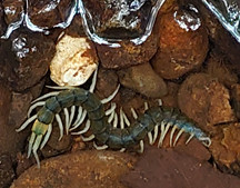 ▲▼日本沖繩發現新品種的水陸兩棲蜈蚣。（圖／翻攝自琉球大學官網）