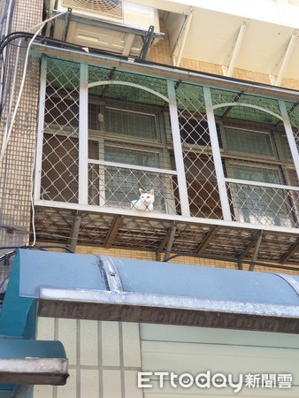 ▲妹頭貓探窗「偷聽鄰居八卦」　送貨員怕牠跑出來...媽解釋笑噴網。（圖／飼主宇光提供）
