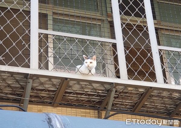 ▲妹頭貓探窗「偷聽鄰居八卦」　送貨員怕牠跑出來...媽解釋笑噴網。（圖／飼主宇光提供）