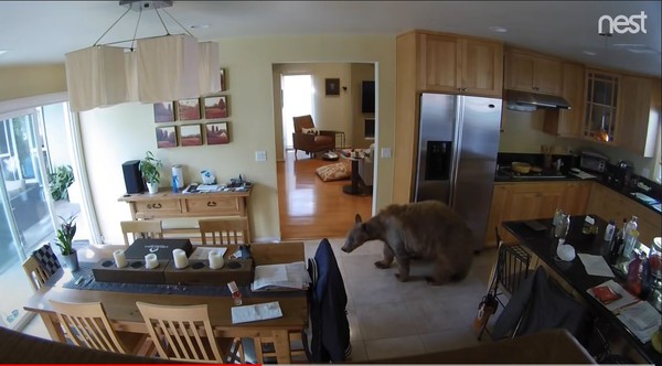 ▲野生棕熊闖入民宅覓食！　2㹴犬「爆衝出門」狂吠捍衛家園。（圖／翻攝自YouTube／Deedee Mueller）