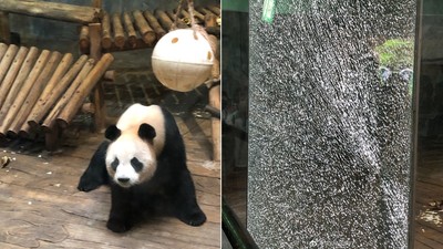 看到國寶熊貓太興奮！　屁孩狂捶「鋼化玻璃碎了」網笑瘋：練過鐵砂掌？