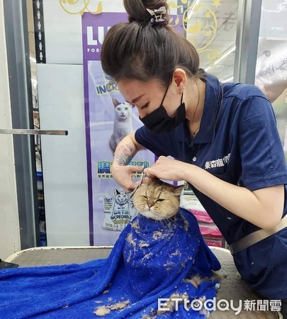 ▲▼寵物美容師Nicole幫貓咪洗澡,貓咪,寵物美容。（圖／東森寵物雲提供）
