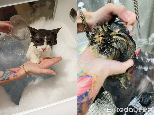 ▲▼寵物美容師Nicole幫貓咪洗澡,貓咪,寵物美容。（合成圖／東森寵物雲提供）