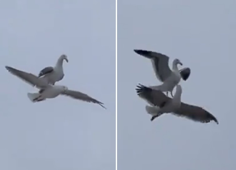 ▲▼國外近日一段「海鷗騎海鷗」的9秒影片受到關注。（圖／翻攝自推特）