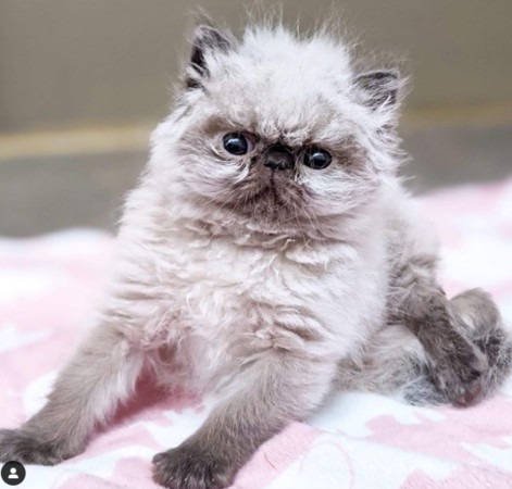 ▲剛出生的貓咪有超老臉。（圖／翻攝自instagramgrandpa.the.kitten）