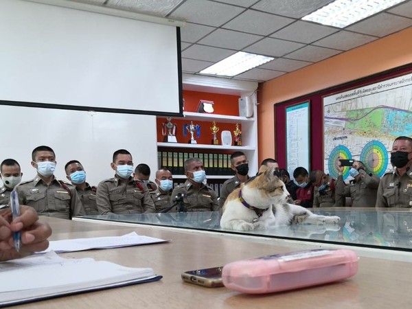▲▼花貓闖入泰國警局月度會議。（圖／翻攝自Facebook／@Catsofficer）