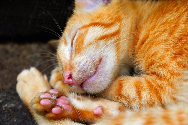 ▲貓,橘貓,米克斯,肉球,腳底毛。（圖／取自免費圖庫pixabay）
