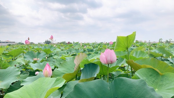 ▲母親節衝台南！日賞花夜賞螢住五星飯店 寵媽優惠全攻略。（圖／台南市政府提供）