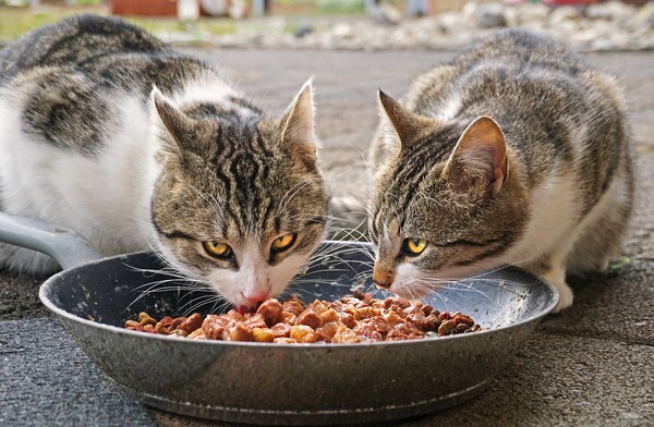 貓吃飯,狗吃飯。（圖／取自CC0圖庫Pixabay）