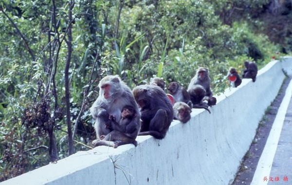溪頭獨眼猴王再度帶頭作亂，圖為台灣獼猴示意圖，非當事猴。（翻攝自臺灣國家公園官方網站）
