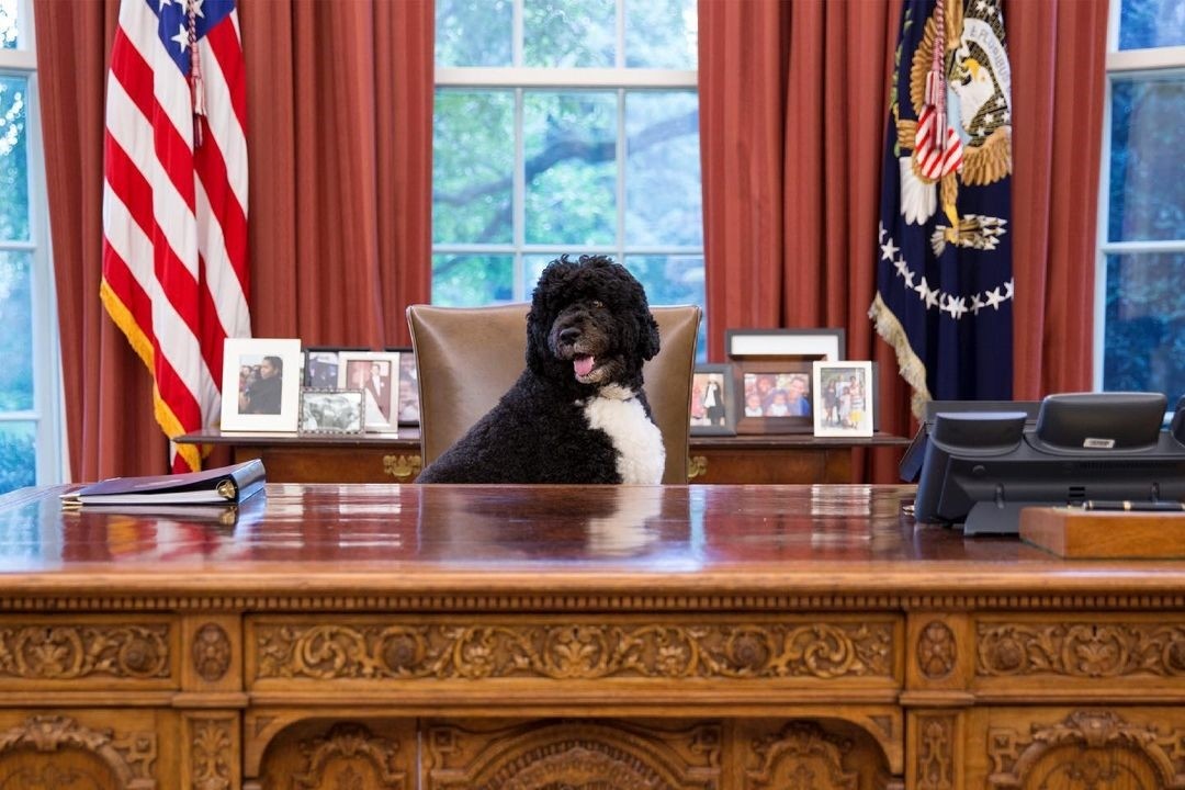 ▲▼美國前總統歐巴馬家中愛犬「阿博」（Bo）病逝。（圖／翻攝自IG／@michelleobama）