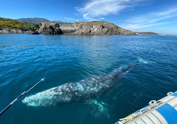 ▲灰鯨的遷徙路線，被認為是哺乳動物中最長距離。（圖／路透社）