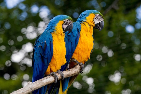 ▲▼藍黃金剛鸚鵡。（圖／取自免費圖庫pixabay）