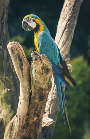 ▲▼ 藍黃金剛鸚鵡。（圖／取自免費圖庫pixabay ）