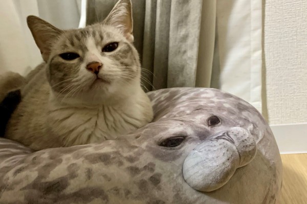 ▲▼貓咪與海豹抱枕。（圖／翻攝自Twitter@yoshidaterukazu）