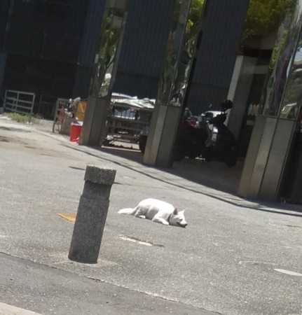 ▲▼馬路上驚見一坨融化棉花糖微笑曬太陽，結果是隻大白狗。（圖／有點毛毛的／網友Inshow Chen提供）