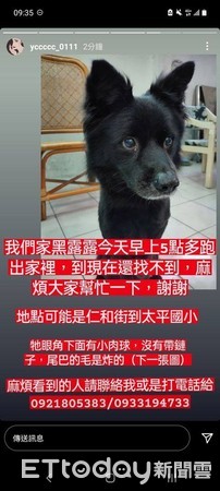 ▲毛毛你在哪／台中眼角帶肉球米克斯跑出門　媽淚喊：露露趕快回來。（圖／飼主提供）