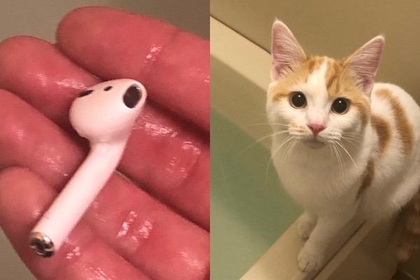 ▲▼貓咪把耳機丟進浴缸中。（圖／翻攝自Twitter@chikuwamaguro）