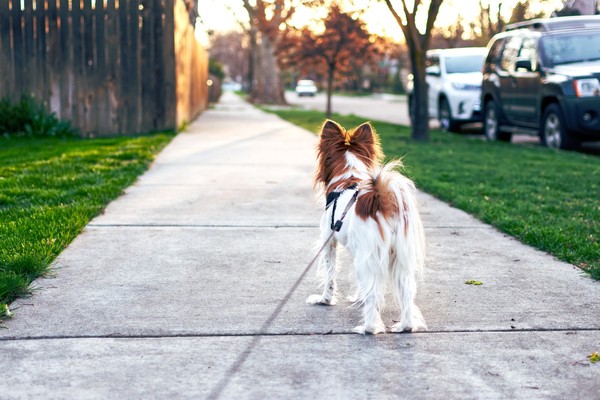 ▲遛狗,狗散步,散步,寵物。（圖／取自免費圖庫pixabay）
