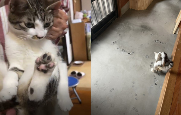 ▲▼寺廟地板鋪水泥出現「貓咪拓印」！　兇手被抓滿臉無辜：不是我啦。（圖／翻攝自Twitter：@nasu_chourakuji）