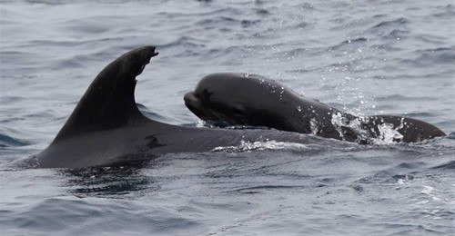 ▲寬吻海豚媽媽錯誤投射母性本能，或是牠失去自己的寶寶，便偷了一隻領航鯨寶寶撫育。（圖／取自Far Out Ocean Research Collective fb）