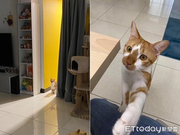 ▲▼室友的貓在廁所裡待了一個半小時。（圖／網友Huhu授權提供）