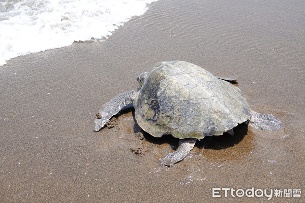 ▲523世界海龜日！新北市最常見「這4種龜」　其中牠有墨綠色脂肪超特。（圖／台北市動保處提供。）