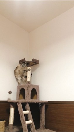▲▼奴才開吸塵器…貓咪飛到跳台「抱柱子偷看」　網笑：人類化。（圖／翻攝自Twitter：chacha_choco_）