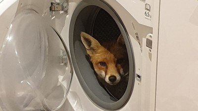 出門一趟家裡被狐狸入侵！　「窩洗衣機賴著不走」屋主笑翻：牠一臉爽樣