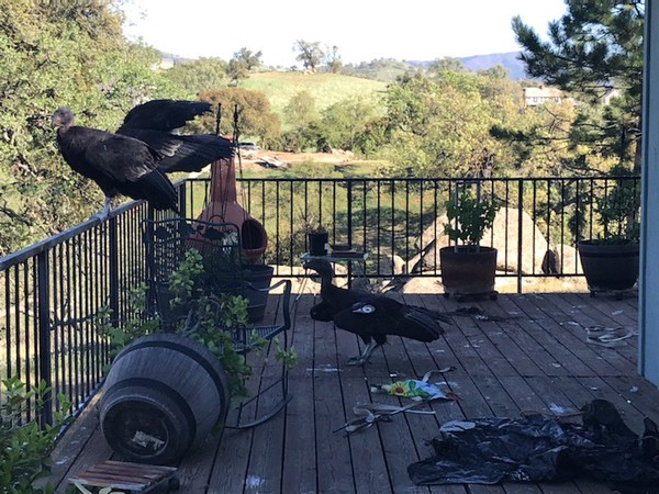 加州神鷲佔領民宅。（圖／翻攝自推特@SeanaLyn）