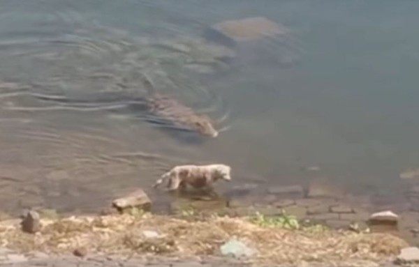▲▼印度昌巴爾河附近一隻浪犬遭鱷魚咬死。（圖／翻攝自YouTube／inKhabar）